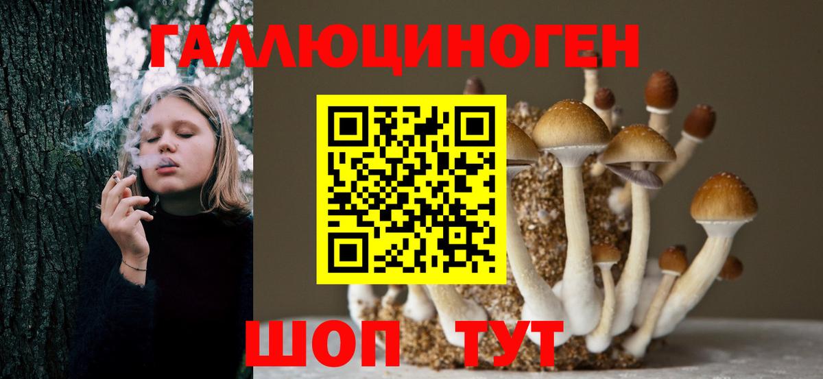 Галлюциногенные грибы Psilocybine cubensis Мценск